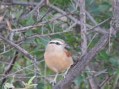 Tchagra australis australis