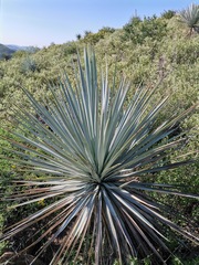 Yucca rigida