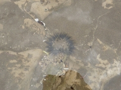 Bunodosoma zamponii
