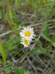 Erigeron pumilus