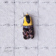 Rectiostoma xanthobasis