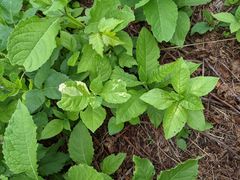 Verbesina alternifolia