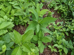 Verbesina alternifolia