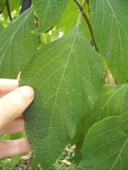 Salvia confertiflora
