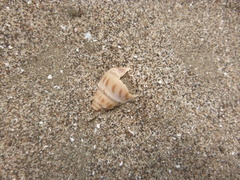 Buccinanops cochlidium