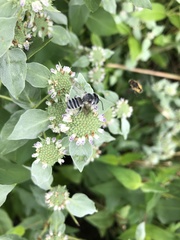Megachile texana