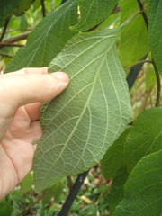 Salvia confertiflora
