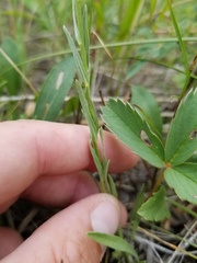 Erigeron pumilus