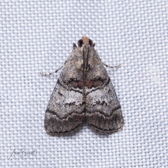 Pococera maritimalis