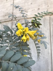 Sophora macrocarpa