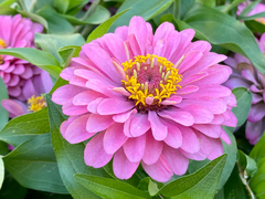 Zinnia elegans