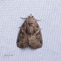 Pseudeustrotia indeterminata