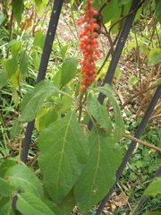 Salvia confertiflora