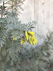 Sophora macrocarpa