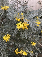 Sophora macrocarpa
