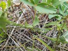 Erigeron pumilus