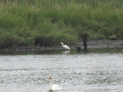 Ardea alba
