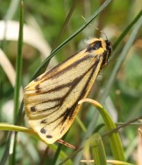 Setina aurita