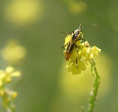 Chauliognathus scutellaris