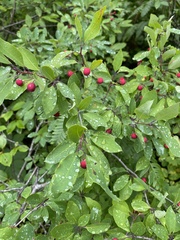 Ilex mucronata image