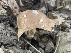 Agaricus nanaugustus