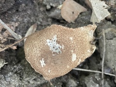 Agaricus nanaugustus