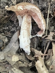Agaricus nanaugustus