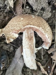 Agaricus nanaugustus