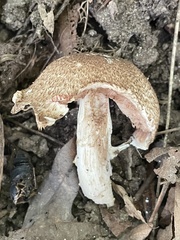 Agaricus nanaugustus