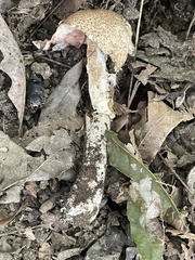 Agaricus nanaugustus