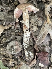 Agaricus nanaugustus