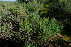 Ruschia subpaniculata