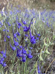 Delphinium verdunense