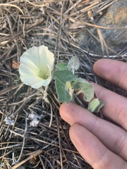 Calystegia malacophylla