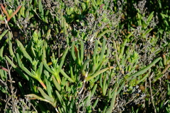 Ruschia subpaniculata