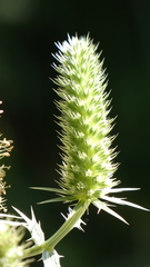 Eryngium duriaei