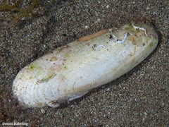 Leiosolenus aristatus