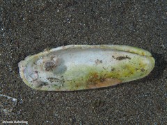 Leiosolenus aristatus