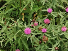 Centaurea nigra