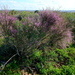 Dune Tortoiseberry - Photo (c) Nick Helme, some rights reserved (CC BY-SA), uploaded by Nick Helme