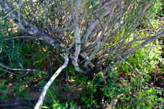 Muraltia scoparia