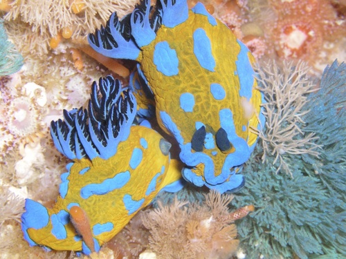 Verco'S Nudibranch