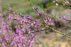 Muraltia scoparia