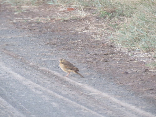 Buffy Pipit (Anthus vaalensis), photo 5