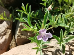 Dyschoriste decumbens