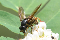 Hadromyia aldrichi