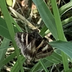 Melipotis perpendicularis