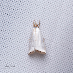 Argyria gonogramma