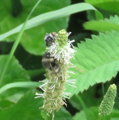 Bombus vancouverensis