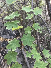 Tropaeolum ciliatum